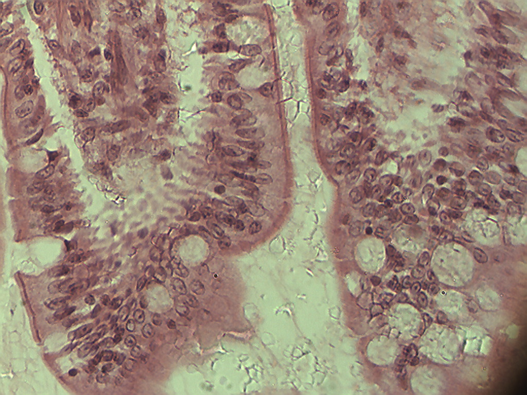 Modified Simple Columnar Epithelial Cells 40x Histology